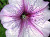 Lilac Flower - 30-08-2000.jpg (55167 bytes)