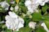 Little White Flowers - 11-09-2000.jpg (48741 bytes)