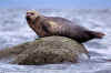 Seal.jpg (38010 bytes)